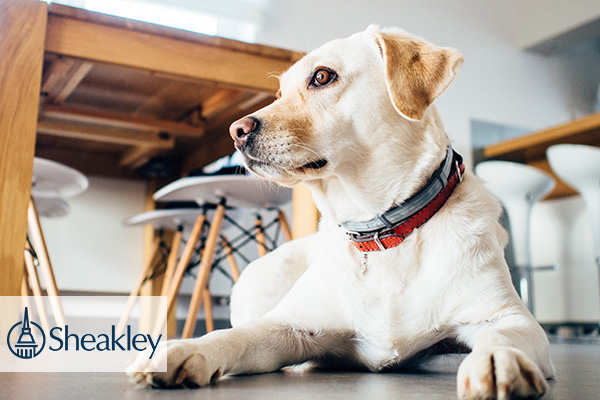 pets in the workplace